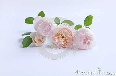 English roses isolated sweet For Valentine`s Day, on vintage white background Stock Photo