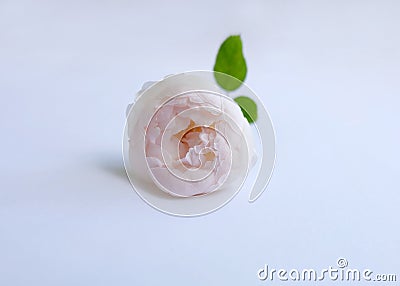 English roses isolated sweet For Valentine`s Day, on vintage white background Stock Photo