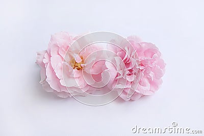 English roses isolated sweet For Valentine`s Day, on vintage white background Stock Photo