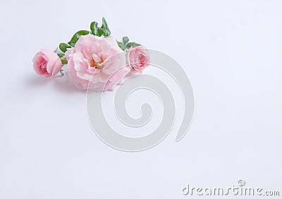 English roses isolated sweet For Valentine`s Day, on vintage white background Stock Photo