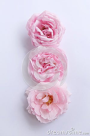 English roses isolated sweet For Valentine`s Day, on vintage white background Stock Photo