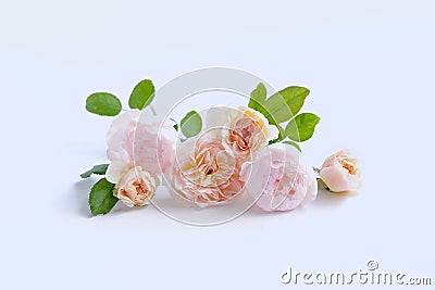 English roses isolated sweet For Valentine`s Day, on vintage white background Stock Photo