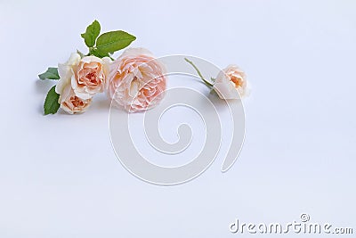 English roses isolated sweet For Valentine`s Day, on vintage white background Stock Photo