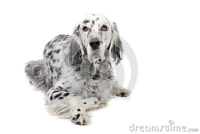 English Setter Stock Photo