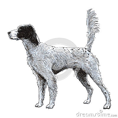 English setter Vector Illustration