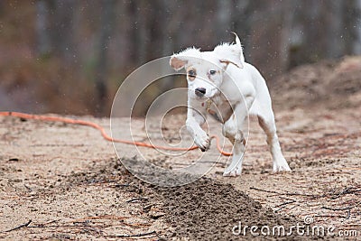 English setter puppy running Stock Photo