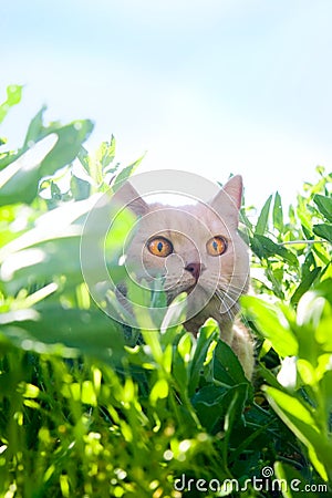 English sleek-haired cat Stock Photo