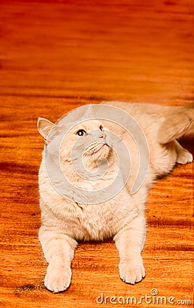 English sleek-haired cat Stock Photo