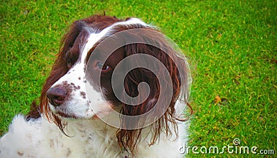 English Springer dog Stock Photo