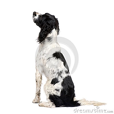 English Springer Spaniel (1 year) Stock Photo