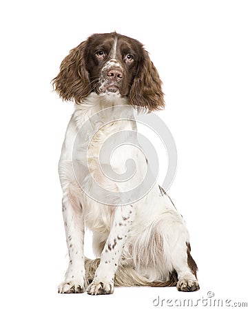 English Springer Spaniel (10 months) Stock Photo