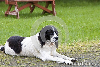 English Springer Spaniel Stock Photo