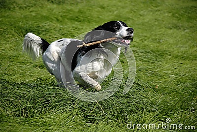 English Springer Spaniel Stock Photo