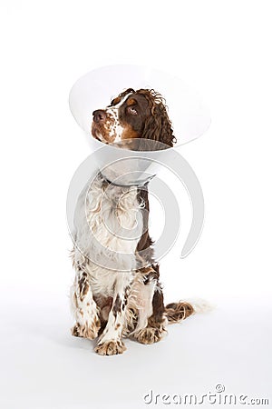 English Springer Spaniel with buster collar Stock Photo