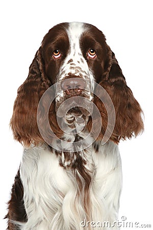 English Springer Spaniel. Close-up portrait Stock Photo