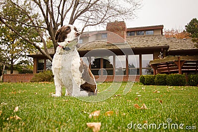 English Springer Spaniel Dog in the Backyard Stock Photo