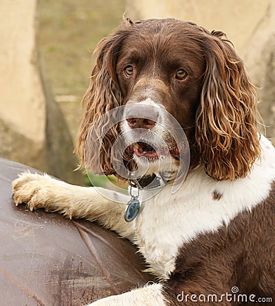 An English Springer Spaniel Dog Canis lupus familiaris with its paws up on a giant metal egg with a cute expression on his face. Stock Photo