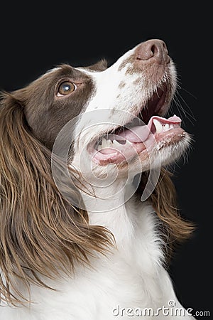 English Springer Spaniel Looking UP Stock Photo