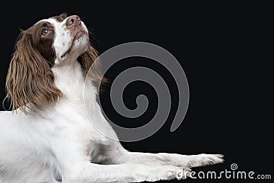 English Springer Spaniel Looking UP Stock Photo