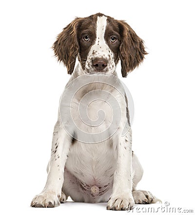 English Springer Spaniel sitting Stock Photo