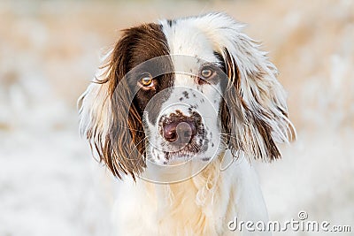 English Springer Spaniel working dog lay down in golden sunlight on frosty grass Stock Photo