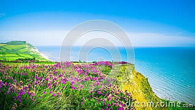 Blooming purple flower at Golden Cap on Jurassic coast in the UK resort place Stock Photo