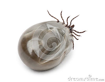 Engorged of blood Castor bean tick Stock Photo