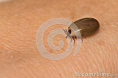 An Engorged Female Deer Tick Stock Photo