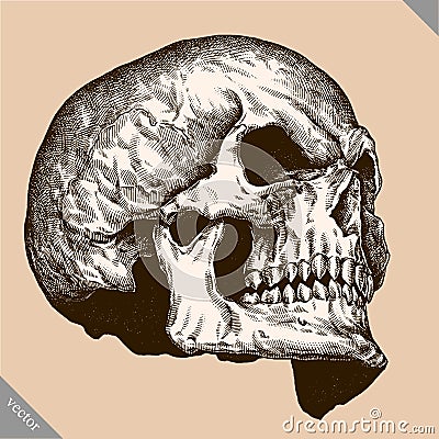 Engrave human skull hand drawn graphic vector illustration Vector Illustration