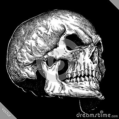 Engrave human skull hand drawn graphic vector illustration Vector Illustration