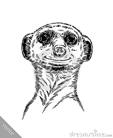 Engrave ink draw meerkat illustration Vector Illustration