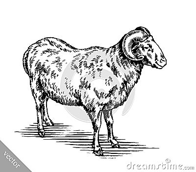 Engrave ink draw sheep illustration Vector Illustration