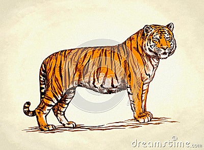 Engrave ink draw tiger illustration Cartoon Illustration