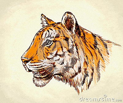 Engrave ink draw tiger illustration Cartoon Illustration