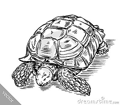 Engrave ink draw turtle illustration Vector Illustration