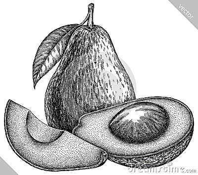 Engrave isolated avocado hand drawn graphic illustration Vector Illustration