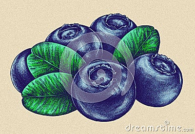 Engrave isolated blueberry hand drawn graphic illustration Cartoon Illustration