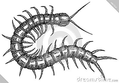 Engrave isolated centipede hand drawn graphic illustration Vector Illustration