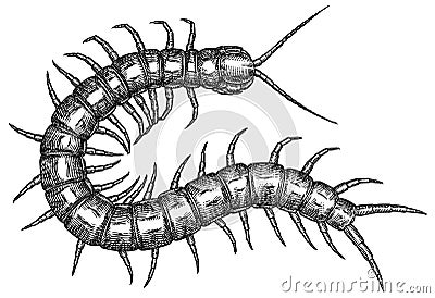 Engrave isolated centipede hand drawn graphic illustration Stock Photo
