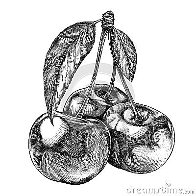 Engrave isolated cherry hand drawn graphic illustration Cartoon Illustration