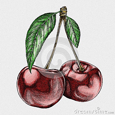 Engrave isolated cherry hand drawn graphic illustration Cartoon Illustration