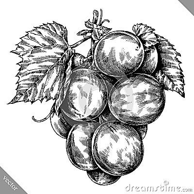 Engrave isolated grape berry hand drawn graphic illustration Vector Illustration