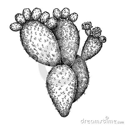 Engrave isolated prickly pear hand drawn graphic illustration Cartoon Illustration