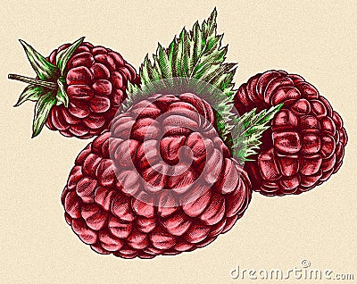 Engrave isolated raspberry hand drawn graphic illustration Cartoon Illustration