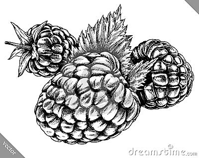 Engrave isolated raspberry hand drawn graphic vector illustration Vector Illustration