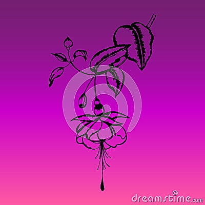 Engraved fuchsia flower Black silhouette Vector Illustration