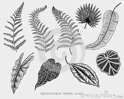 Engraved, hand drawn tropical or exotic leaves isolated, leaf of different vintage looking plants. monstera and fern Vector Illustration