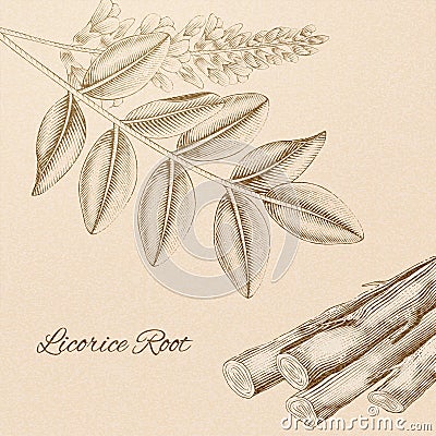 Engraved licorice root Vector Illustration