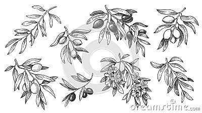 Engraved olive branch. Sketch branches with leaves and blossoms, hand drawn olives vector illustration set. Vector Illustration