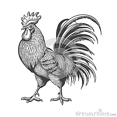 Engraved vintage rooster Vector Illustration